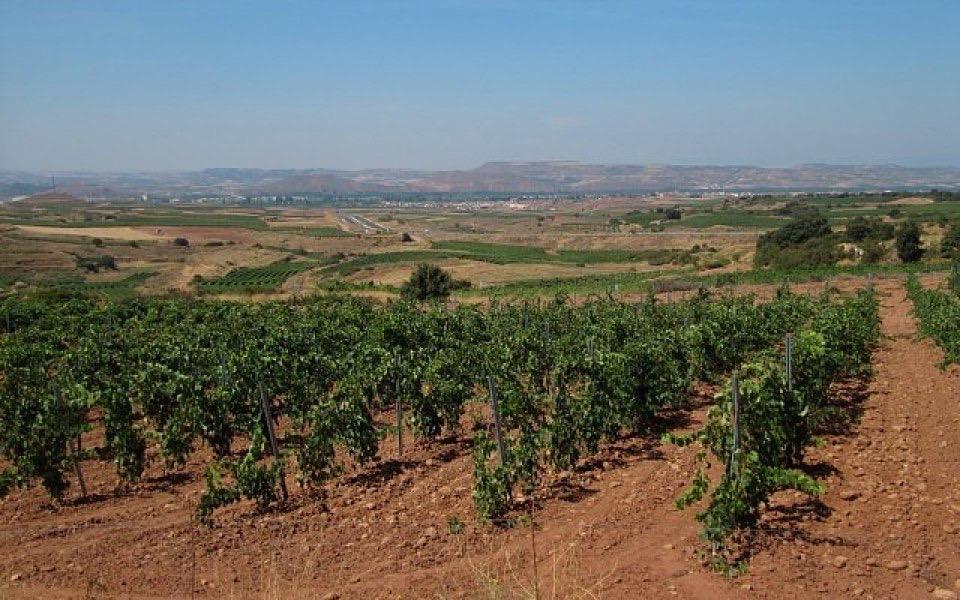 Jour 4 najera vignes