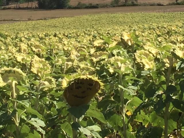 Jour 5 tournesols